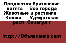 Продаются британские котята  - Все города Животные и растения » Кошки   . Удмуртская респ.,Сарапул г.